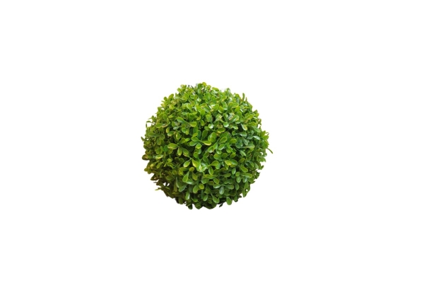 Boxwood Decorative Plant (20cm)