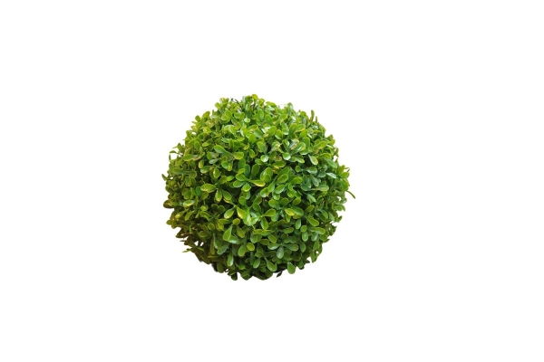 Boxwood Decorative Plant (30cm)